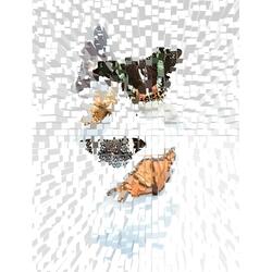 Metamorphosis