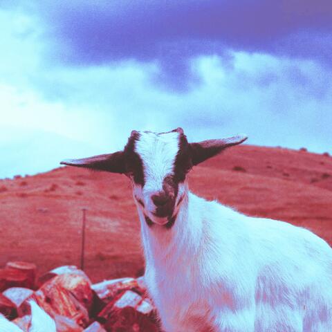 Goat Farm