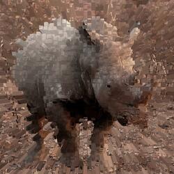 Rhinoceros