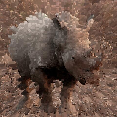Rhinoceros