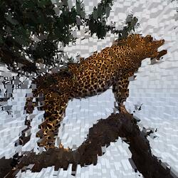 Leopard