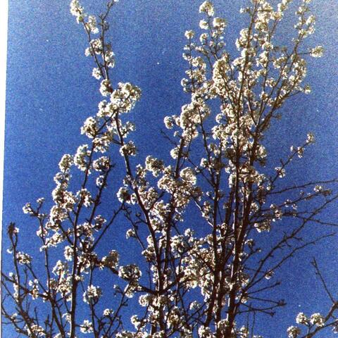 cherry blossom season