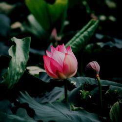 Lotus (feat. Beat Fanatics)