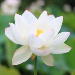 Om Namoh Bhagavate Vasudevaya