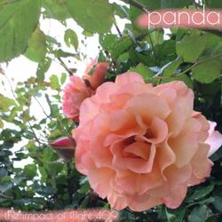 The Impact of Flight 409