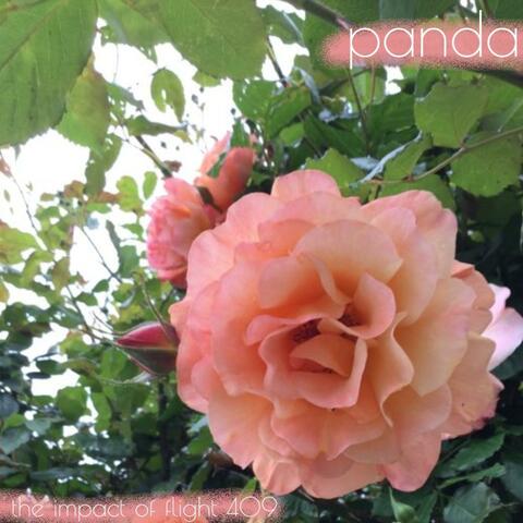 The Impact of Flight 409