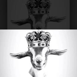 The Goat