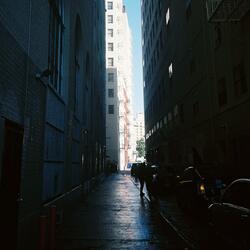 sidewalkpalms. (196)