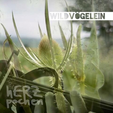 Wildvögelein