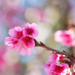 Cherry Blossom