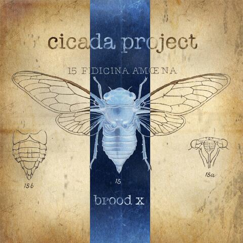 Brood X