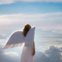 Fly Angels