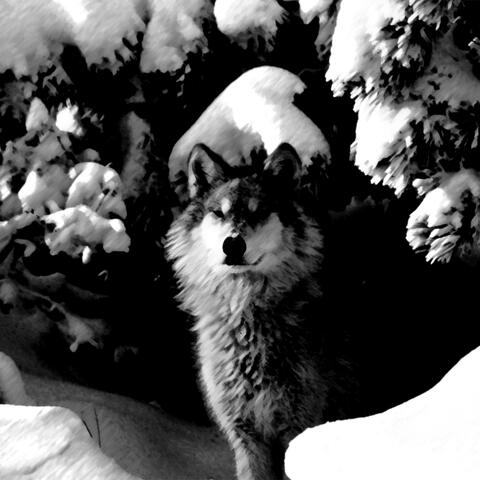 Patient Wolves