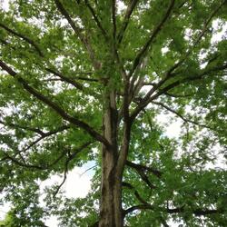 Open Lid (jubilant piano)