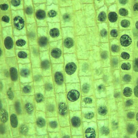 Cell Life (Sofia VP)