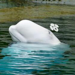 BELUGA
