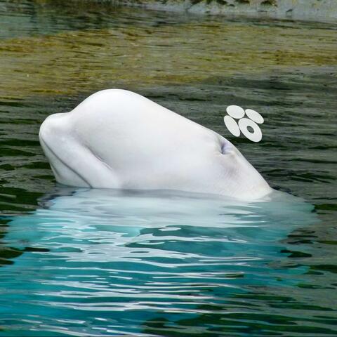 BELUGA