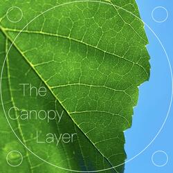The Canopy Layer