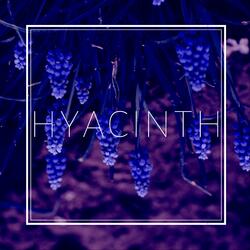 Hyacinth