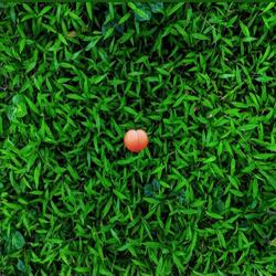 Ass To The Grass