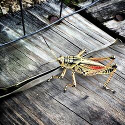 Swamp Fly