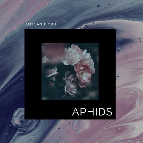 Aphids
