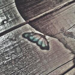 Larva