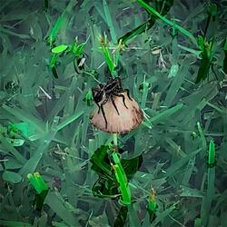 Spider on a Mushroom