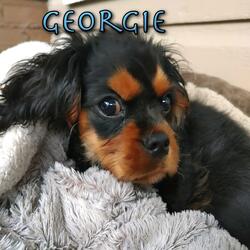 Georgie (feat. Adam Burse)