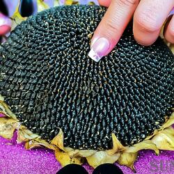 ASMR How does a sunflower sound!