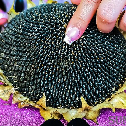 ASMR How does a sunflower sound!