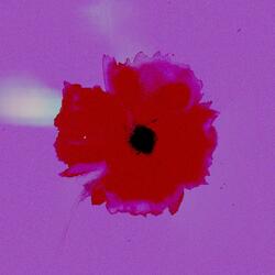 Red Eye