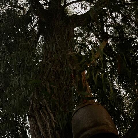 Pepper Tree Lady