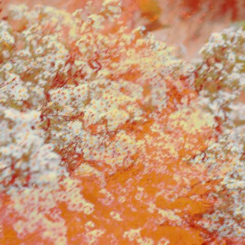 Chamomile and Honey