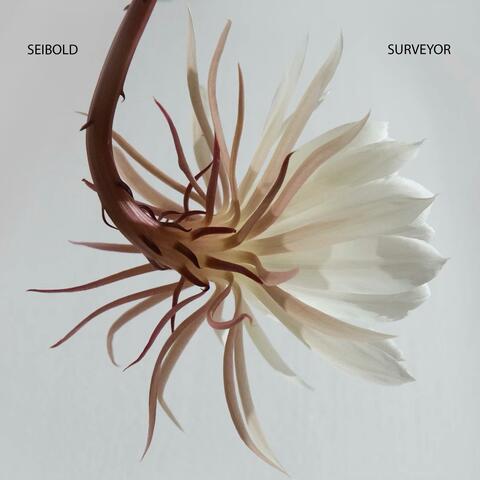 Seibold and Surveyor