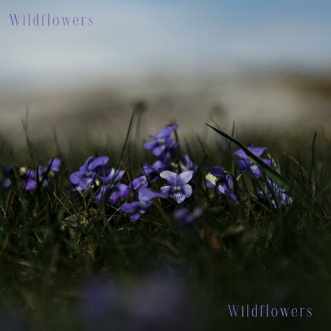 Wildflowers
