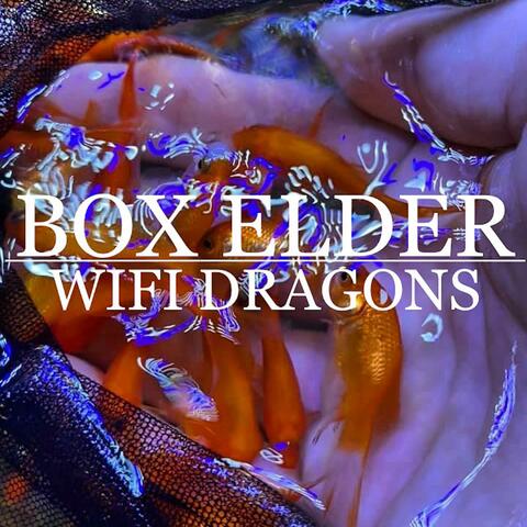 Wifi Dragons
