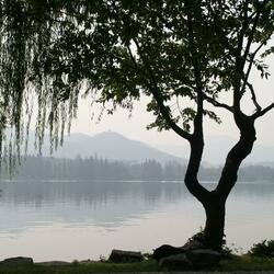Willow