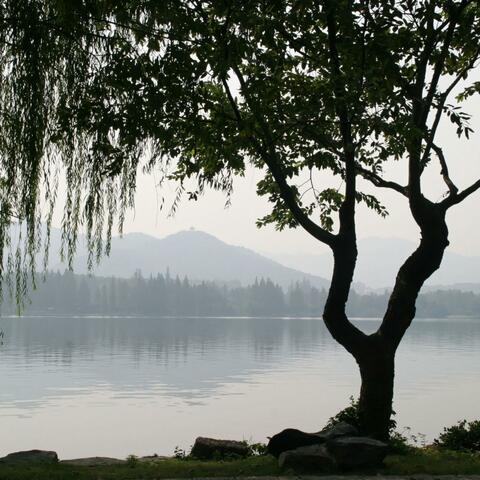 Willow