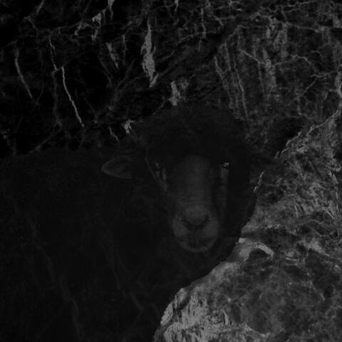 Black Sheep
