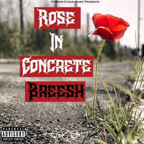 Rose in Concrete