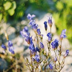 Don't Buy Me Flowers