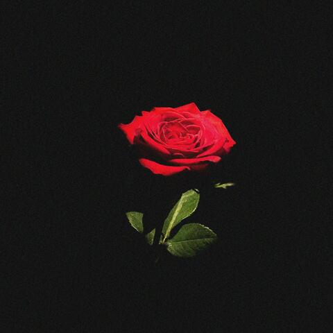 Rosy