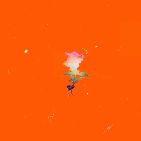 Rose Petals