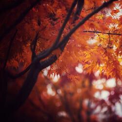 too beautiful (feat. sorrow bringer)