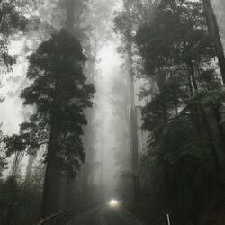 Premonitions