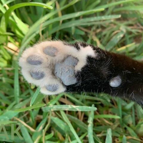 Paws