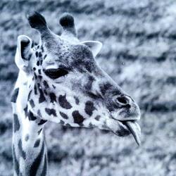 The Giraffe Song