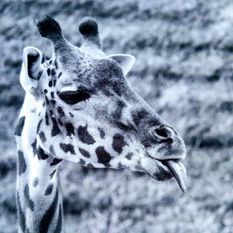 The Giraffe Song