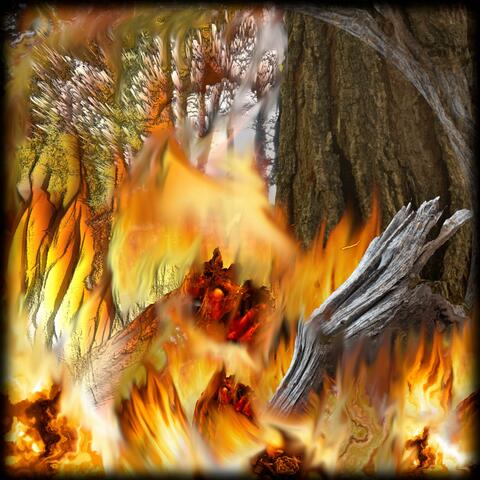 Forest Fires
